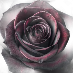 Imagen PNG para descargar